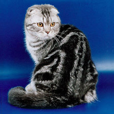 Схема вышивки «кошечка»