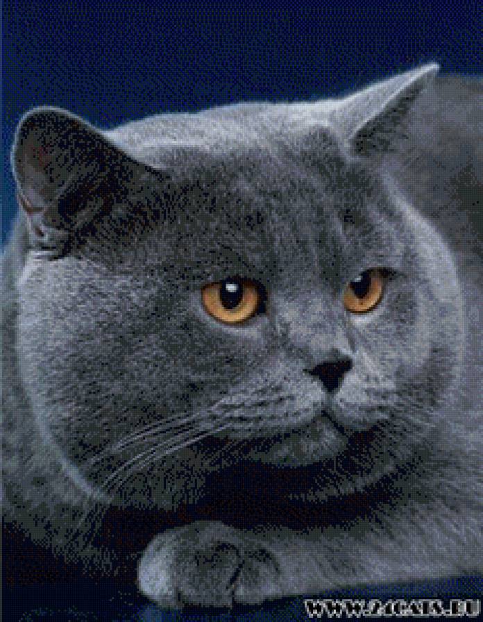 британец - кот - предпросмотр