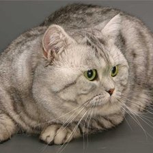 Схема вышивки «киса»