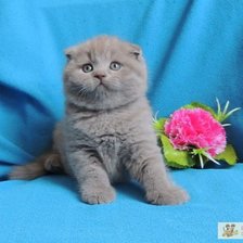 Схема вышивки «милашка»