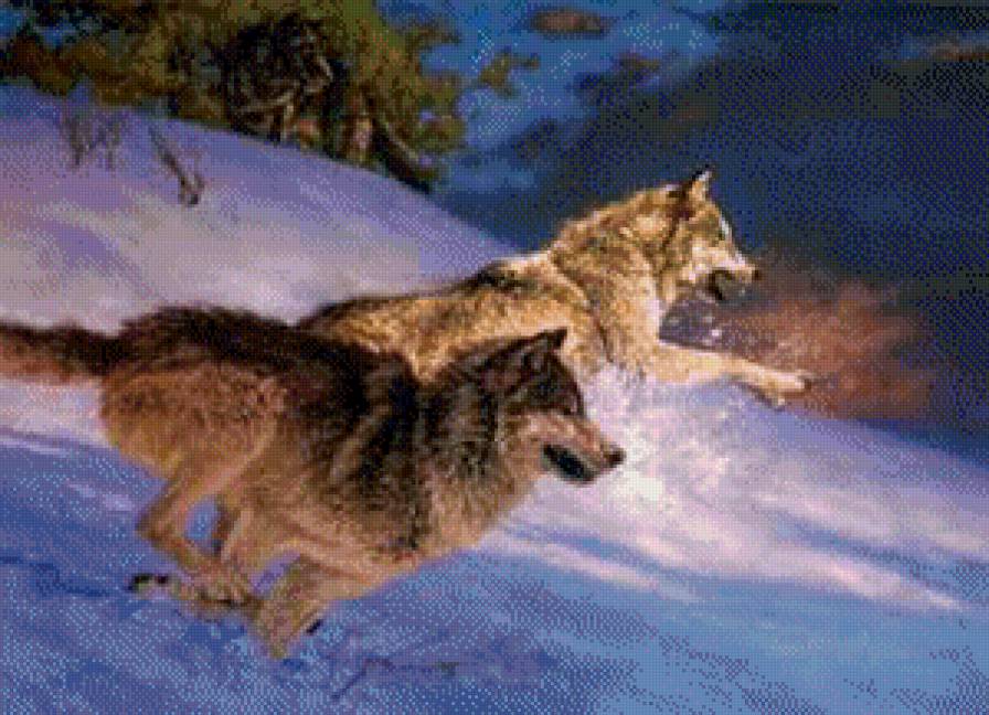 волки - животные, волки, пра - предпросмотр