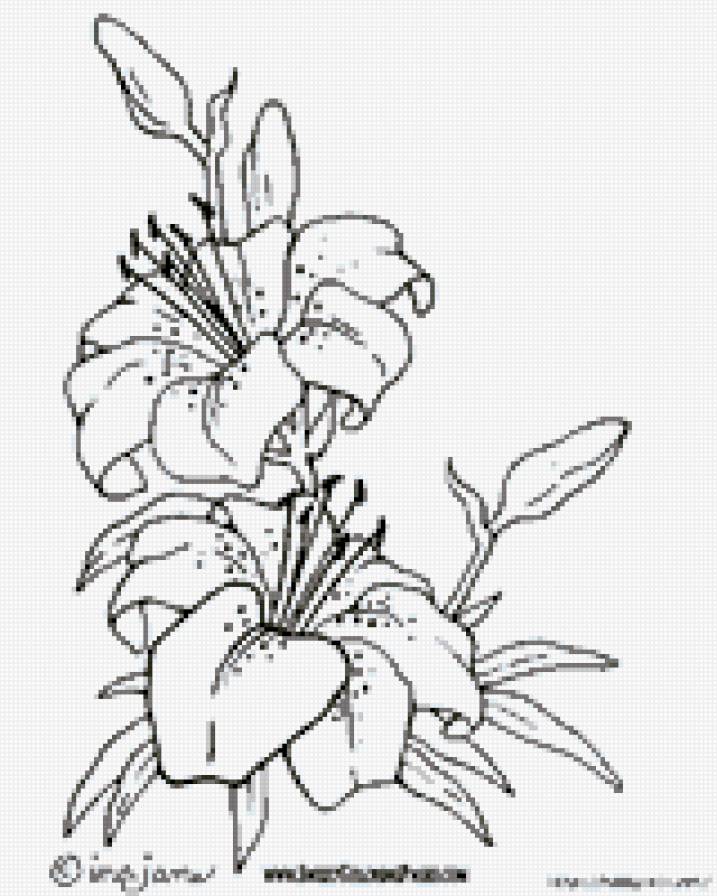 лилия - предпросмотр