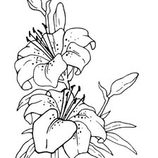 Схема вышивки «лилия»