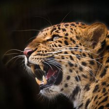 Схема вышивки «ягуар»