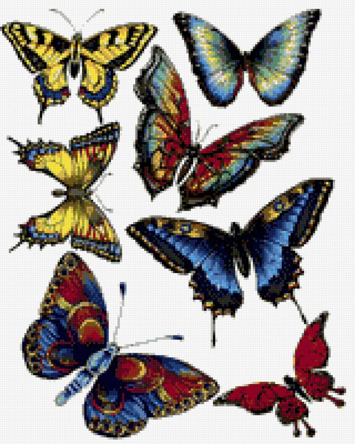 бабочки - предпросмотр