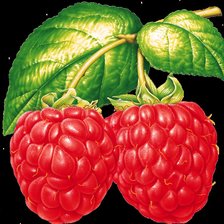 Схема вышивки «малинка»