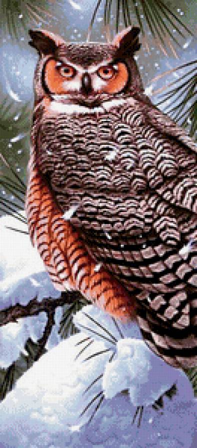 Сова - совы, птицы - предпросмотр