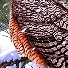 Схема вышивки «Сова»