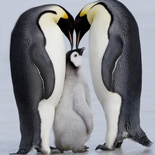 Схема вышивки «пингвины»