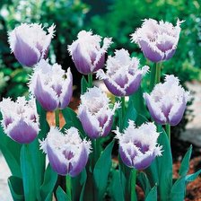 Схема вышивки «тюльпаны»