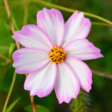 Схема вышивки «космея»