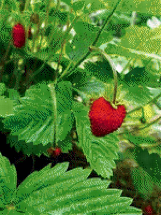 Земляника - ягода, земляника - предпросмотр