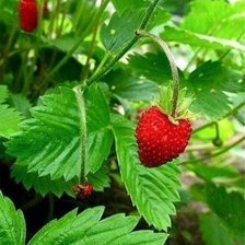 Схема вышивки «Земляника»