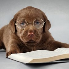 Схема вышивки «пес проффесор»