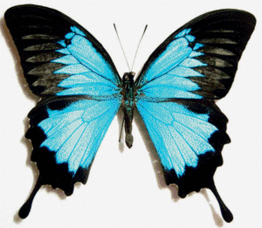 Бабочка Гартли - предпросмотр