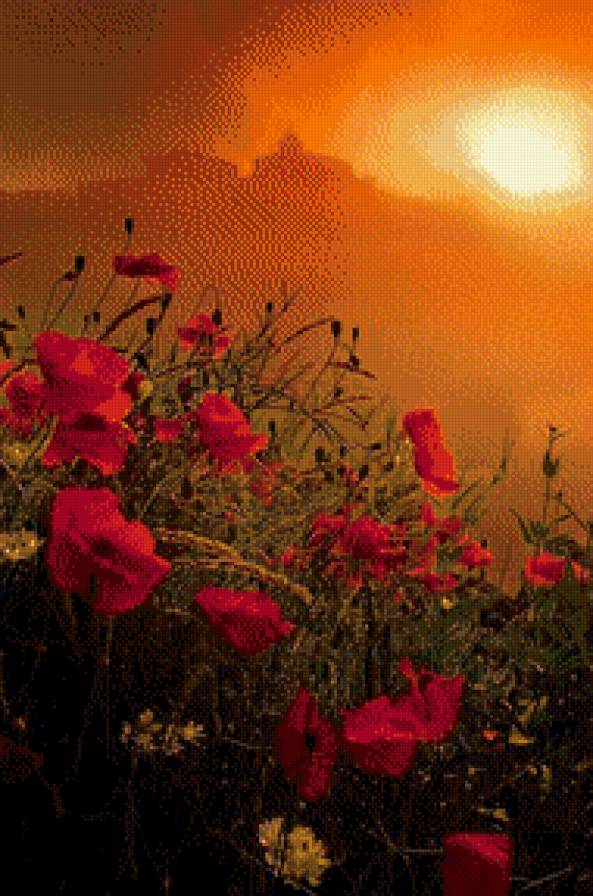 Маки на закате - предпросмотр