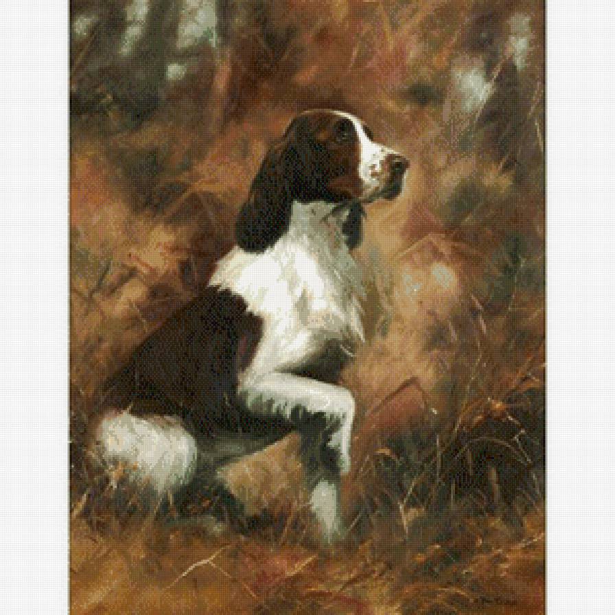 Спрингер спаниель - предпросмотр