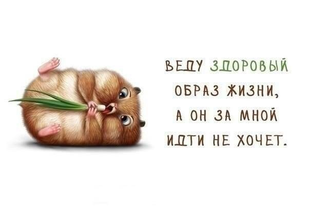 Хомяк - оригинал