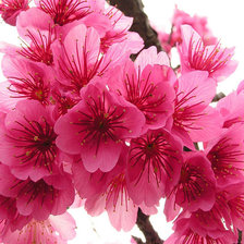 Схема вышивки «весна»