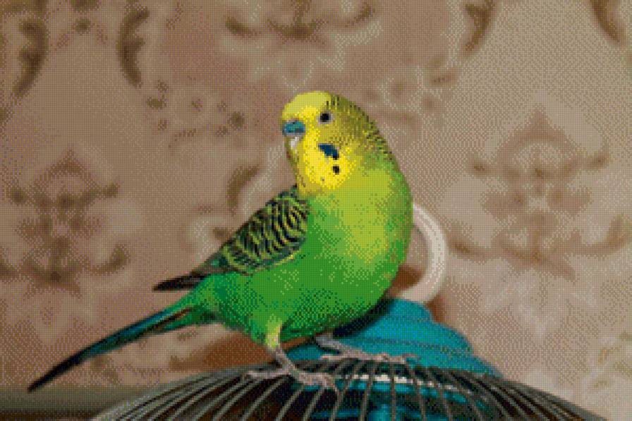 Гордый Гоша - предпросмотр