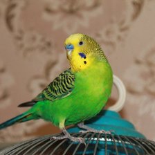 Гордый Гоша