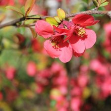 Схема вышивки «Весна»