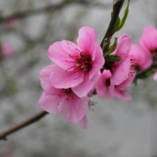 Схема вышивки «Персик»