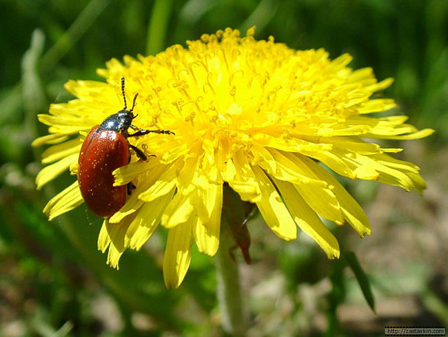 Одуван - оригинал