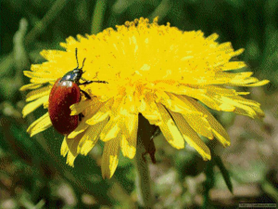 Одуван - предпросмотр