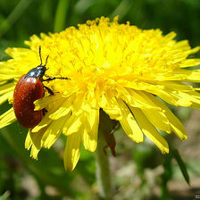 Схема вышивки «Одуван»