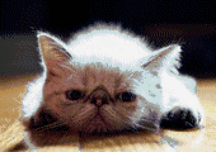 котик2 - кот - предпросмотр