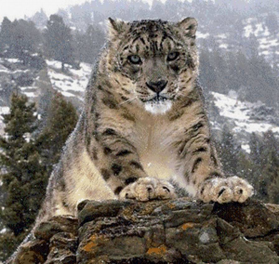 барс - предпросмотр