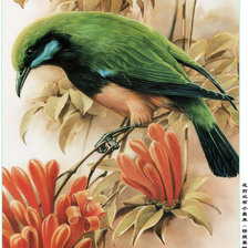 Схема вышивки «Птица на ветке»