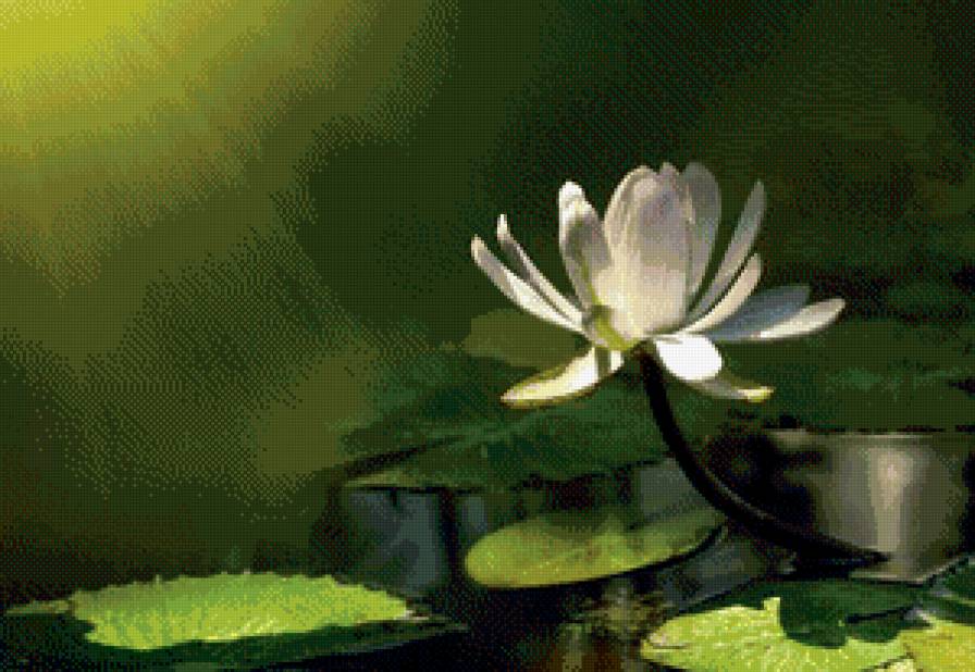 кувшинка - вода, цветы - предпросмотр