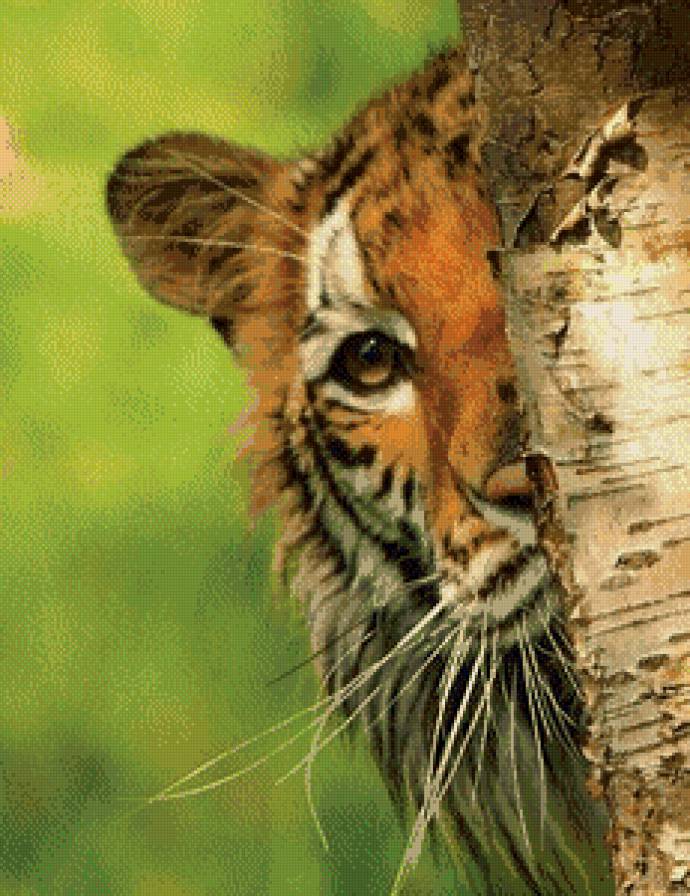 тигр за берёзой - животные, природа, береза, тигр - предпросмотр