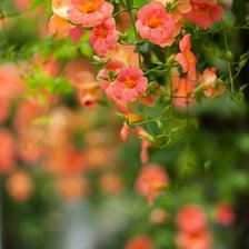 Схема вышивки «Цветущий куст»