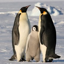 Схема вышивки «пингвины»