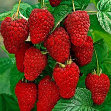 Схема вышивки «малина»