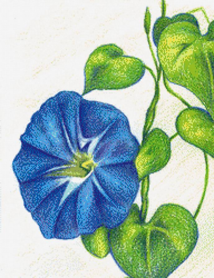 Вьюнок - лето, флора, искусство, вьюнок, панно, подушка, цветок - предпросмотр