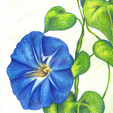 Схема вышивки «Вьюнок»