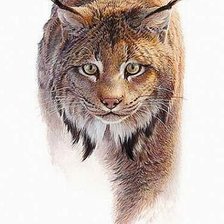 Схема вышивки «Рысь»