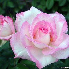 Схема вышивки «rose1»