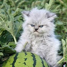 Схема вышивки «Злобный кот»