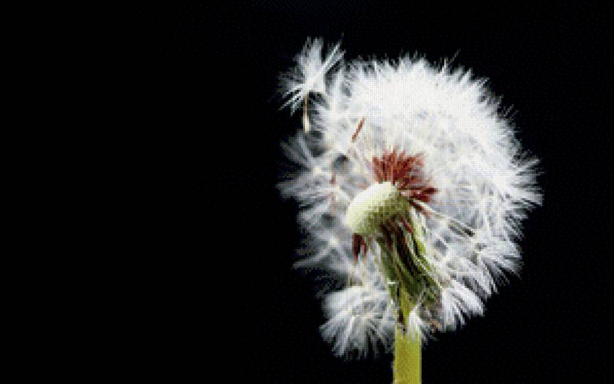 Одуван - предпросмотр