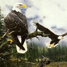 Схема вышивки «орлиный взгляд»