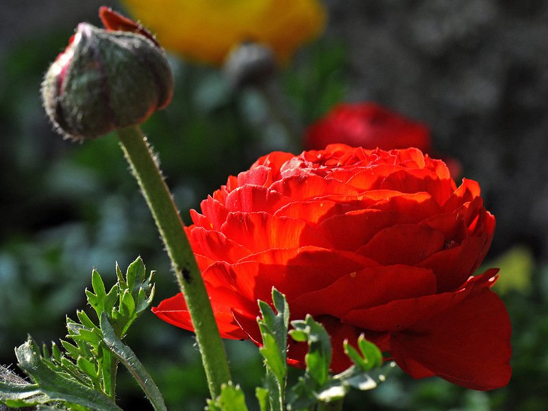 азиатские лютики - аленький цветочек, цветы, азиатские лютики, природа - оригинал