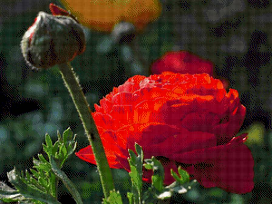 азиатские лютики - природа, аленький цветочек, цветы, азиатские лютики - предпросмотр