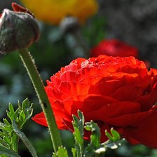 Схема вышивки «азиатские лютики»