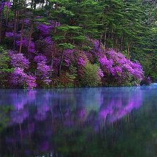 багульник над водой