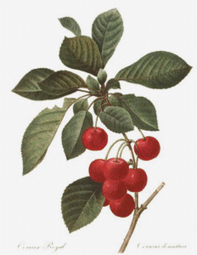 Вишенки - природа, ягодки, вишня, ботаника, вишенки, красота, ягоды - предпросмотр